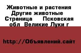 Животные и растения Другие животные - Страница 2 . Псковская обл.,Великие Луки г.